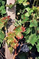 Reben in den Kostheimer Weinbergen Reben in den Kostheimer Weinbergen